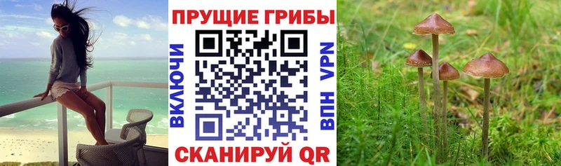 Псилоцибиновые грибы ЛСД  где найти   Клинцы 